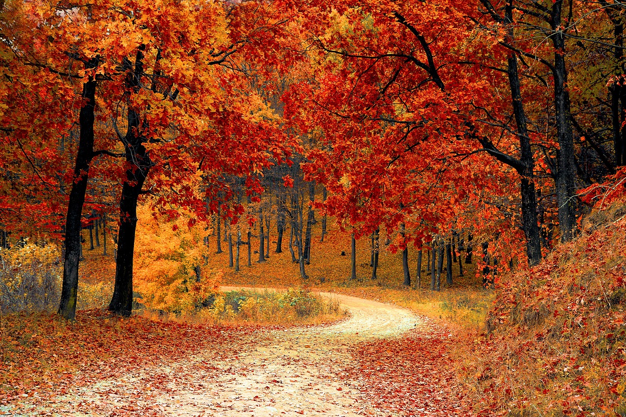 an autumnal forest.