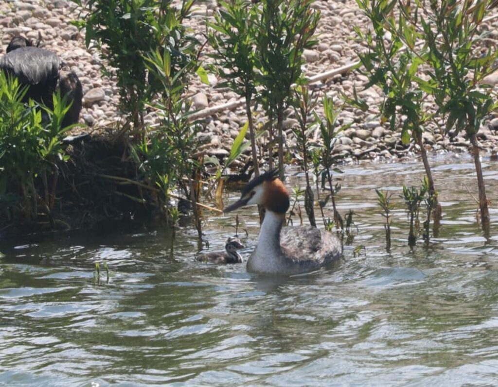 Great Crested Grebe